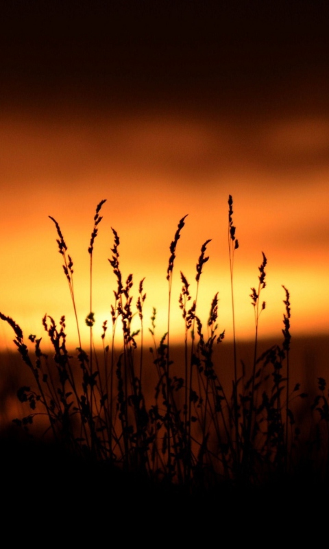 Das Sunset Silhouettes Wallpaper 480x800