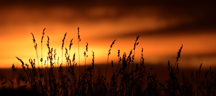 Sunset Silhouettes wallpaper 720x320