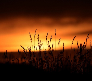 Sunset Silhouettes sfondi gratuiti per 2048x2048