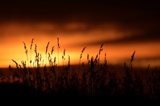 Sunset Silhouettes - Obrázkek zdarma pro HTC Hero