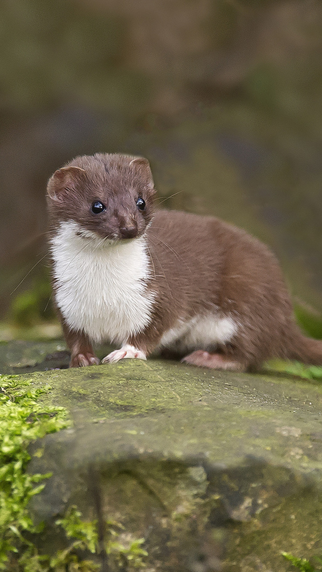 Das Stoat Wallpaper 640x1136