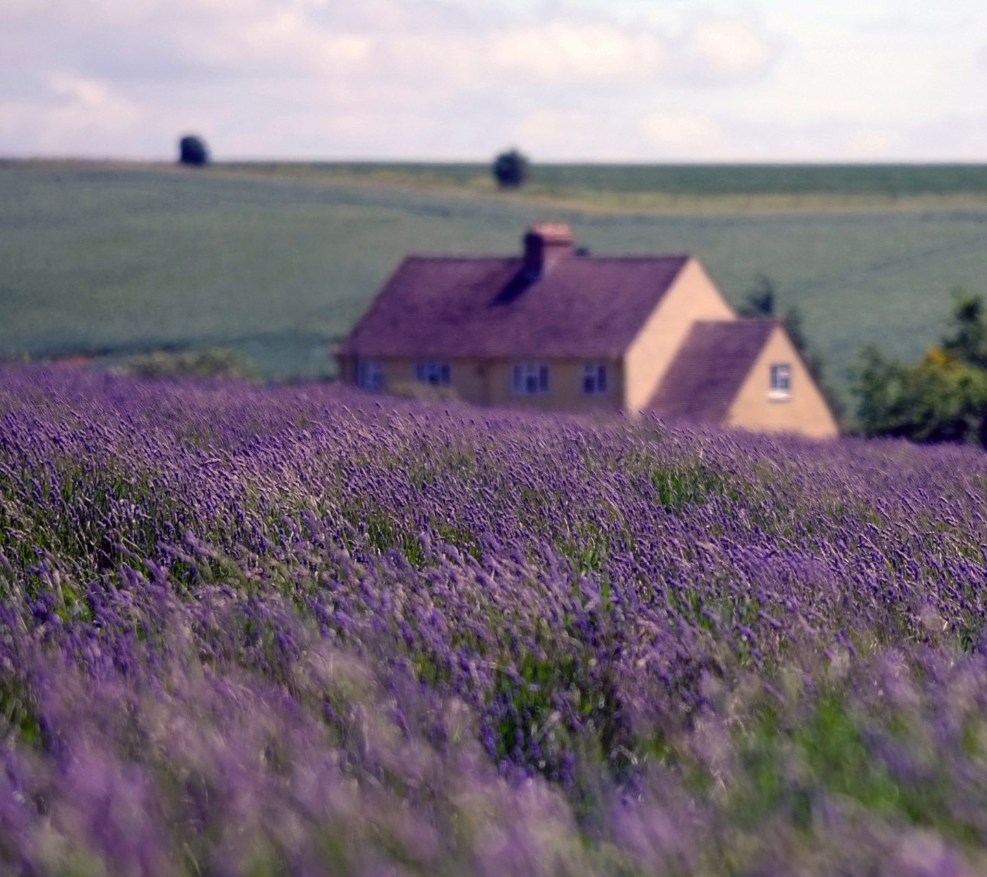 English Landscape screenshot #1 1440x1280