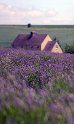 English Landscape wallpaper 240x400