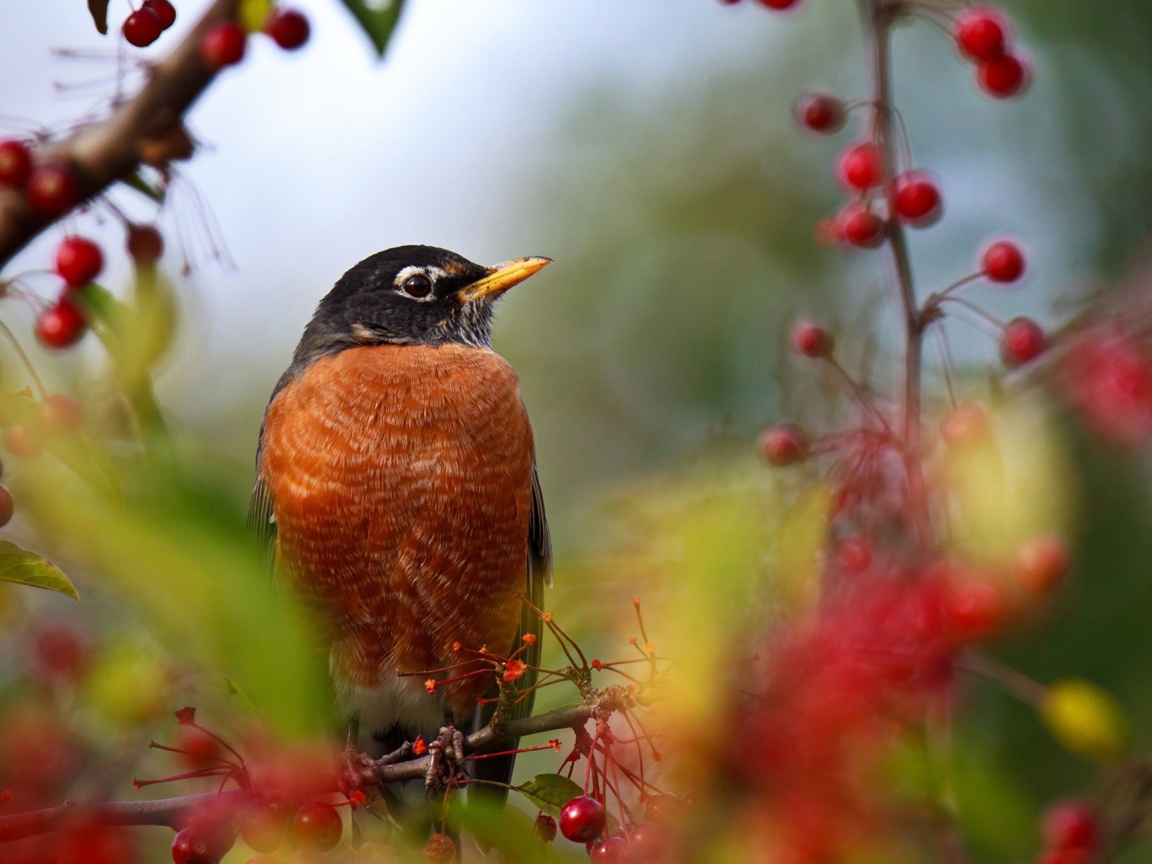 Screenshot №1 pro téma Bird And Berries 1152x864