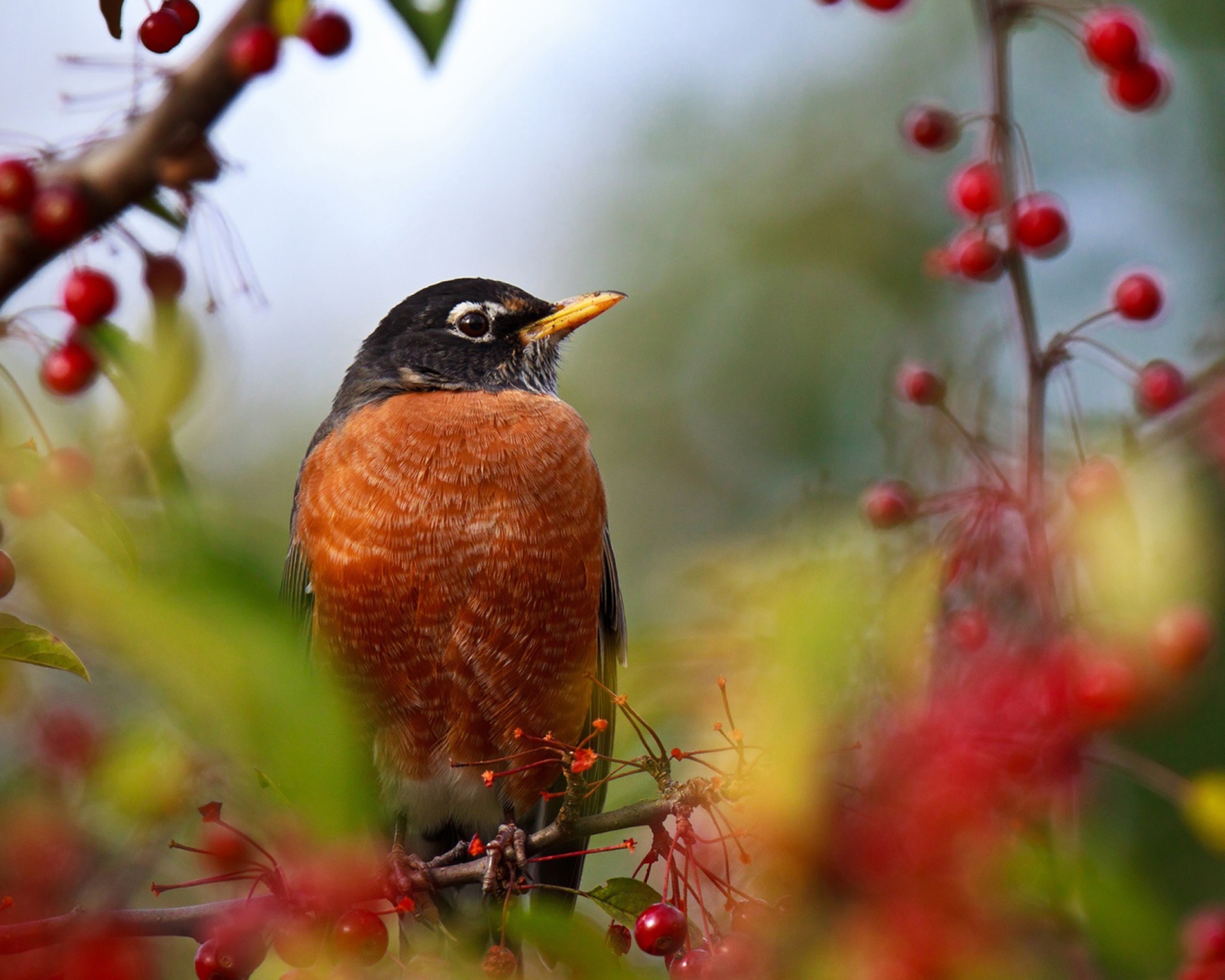 Fondo de pantalla Bird And Berries 1600x1280