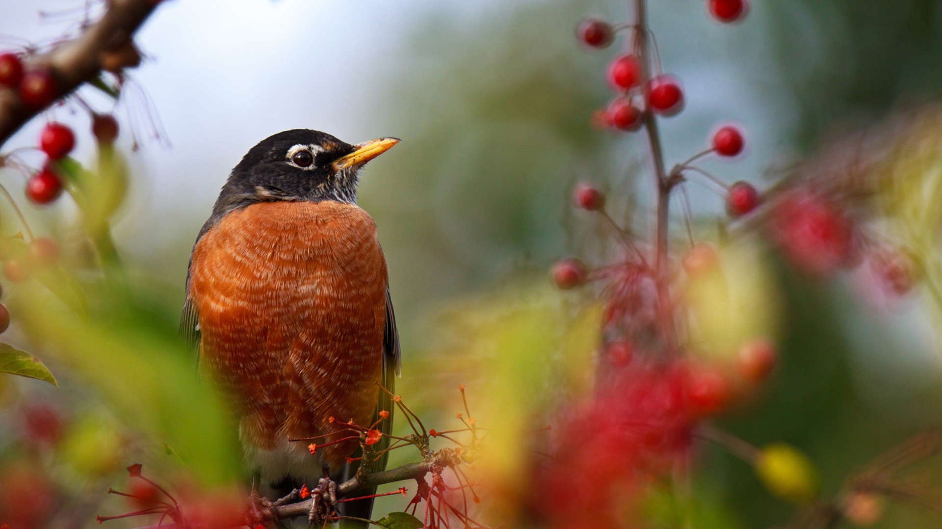 Bird And Berries wallpaper 1920x1080