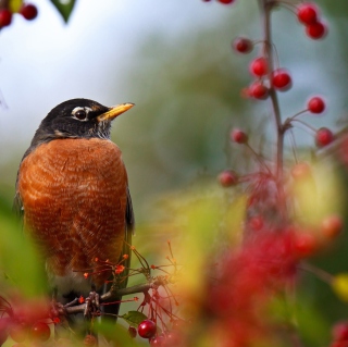 Bird And Berries Background for Samsung B159 Hero Plus