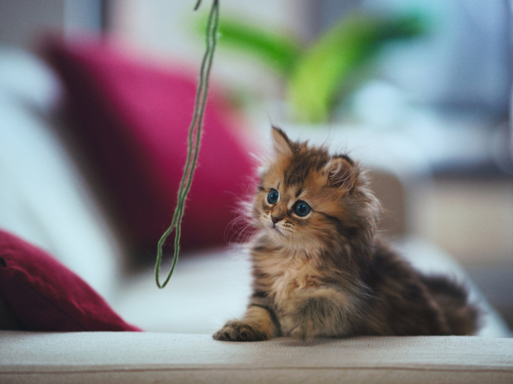 Kitten أهم 5 معلومات عن تربية القطط الصغيرة للمبتدئين 1 أهم 5 معلومات عن تربية القطط الصغيرة للمبتدئين