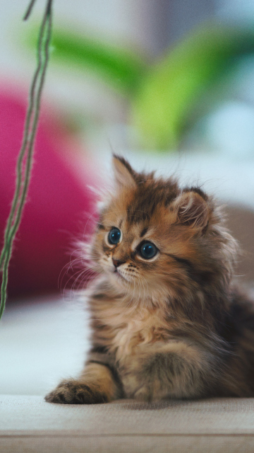 Kitten wallpaper 360x640