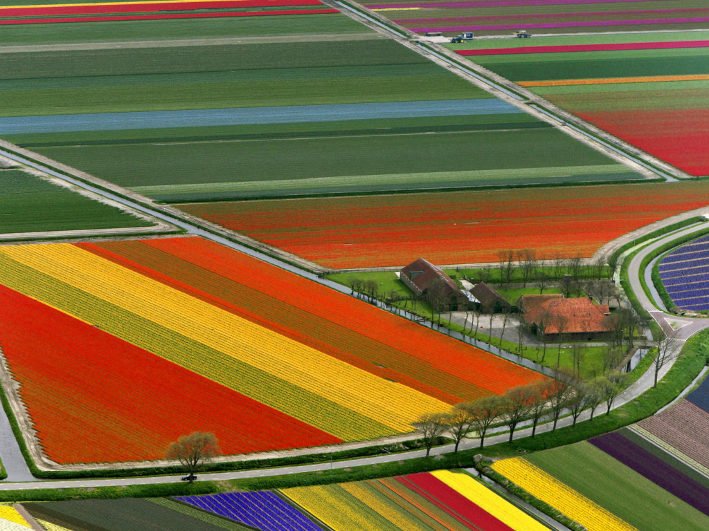 Das Dutch Tulips Fields Wallpaper 1024x768