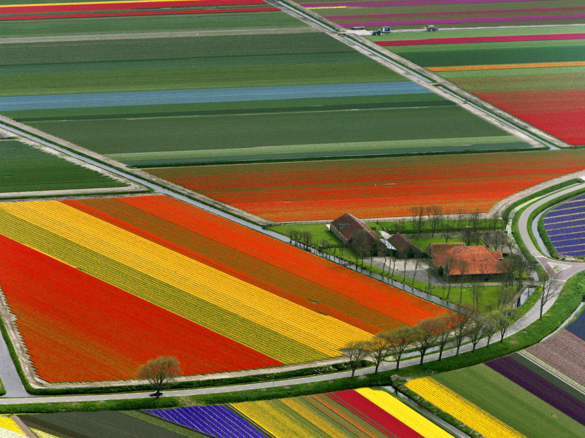 Sfondi Dutch Tulips Fields 1152x864