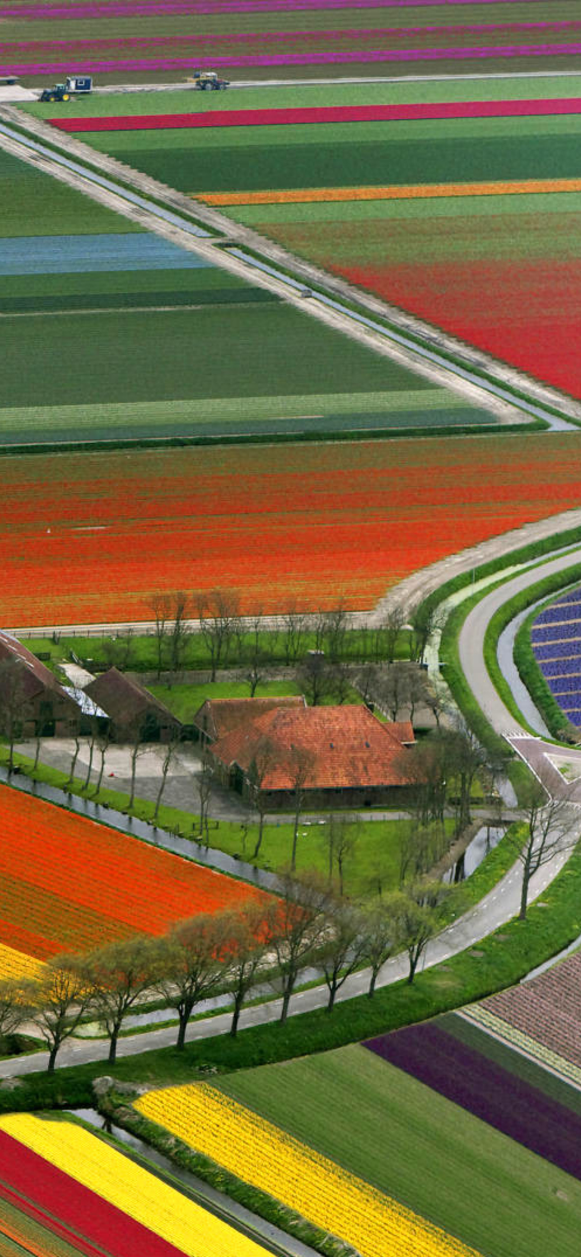 Das Dutch Tulips Fields Wallpaper 1170x2532