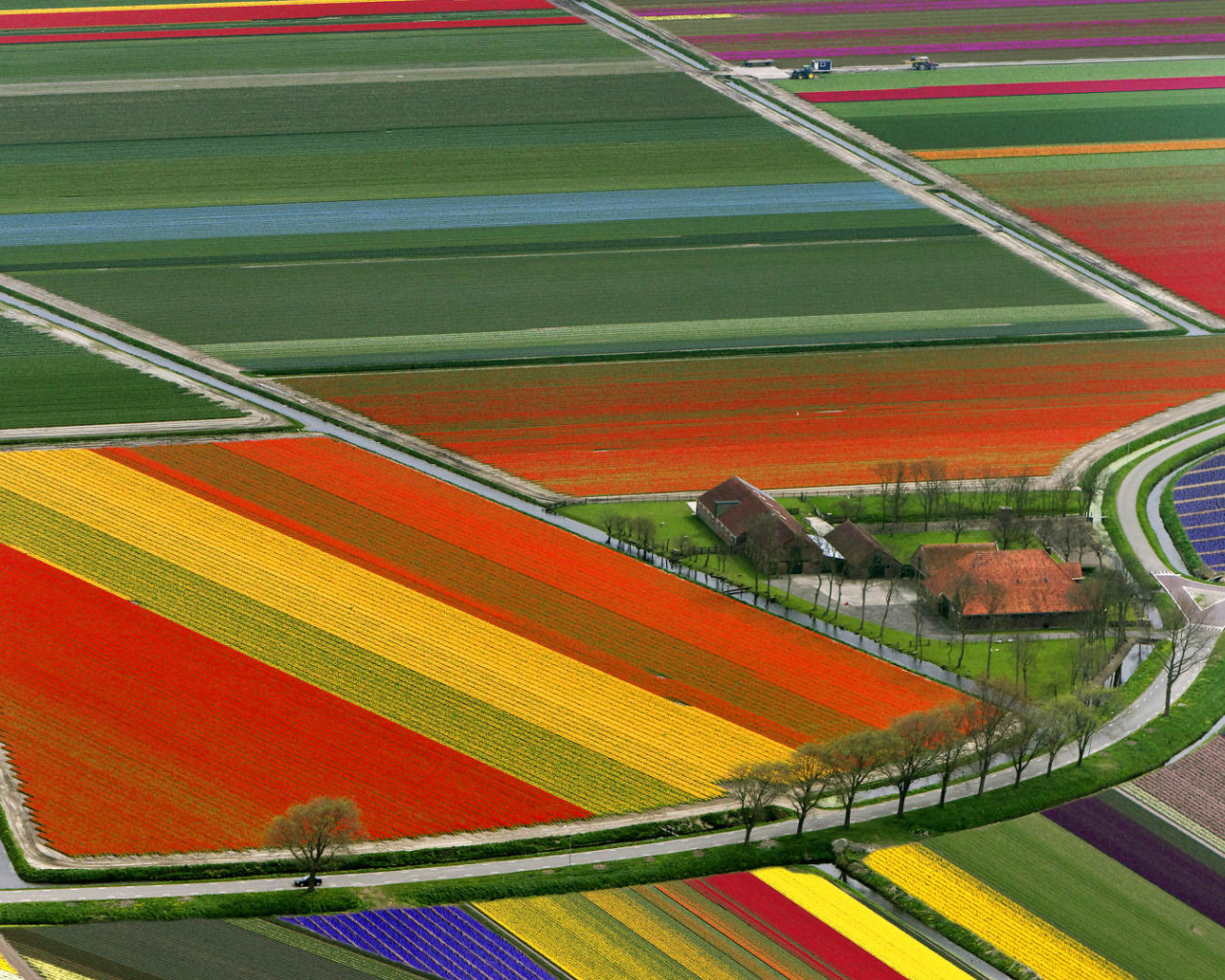 Das Dutch Tulips Fields Wallpaper 1280x1024