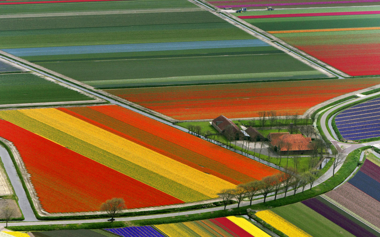 Das Dutch Tulips Fields Wallpaper 1280x800