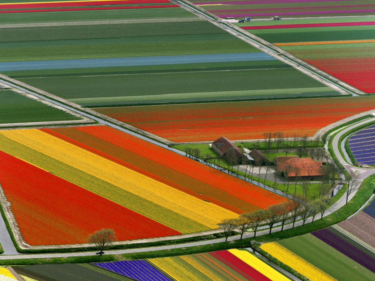 Das Dutch Tulips Fields Wallpaper 1280x960
