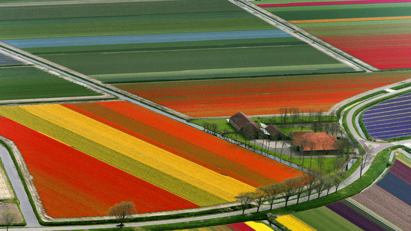 Обои Dutch Tulips Fields 1366x768