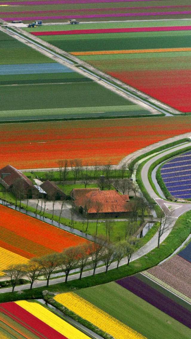 Das Dutch Tulips Fields Wallpaper 640x1136
