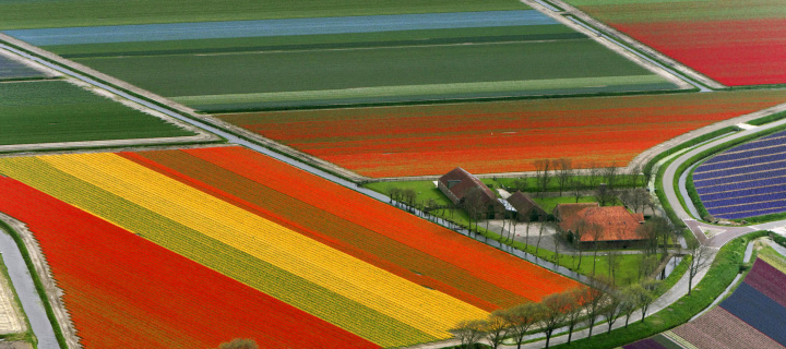 Dutch Tulips Fields wallpaper 720x320