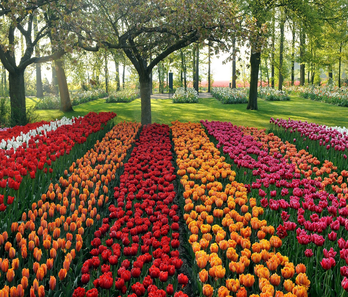 Tulips Park wallpaper 1200x1024