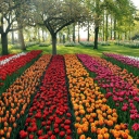 Tulips Park screenshot #1 128x128