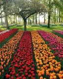 Sfondi Tulips Park 128x160