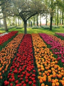 Fondo de pantalla Tulips Park 132x176