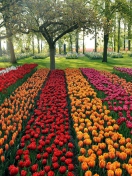 Screenshot №1 pro téma Tulips Park 132x176