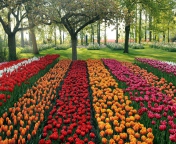 Обои Tulips Park 176x144
