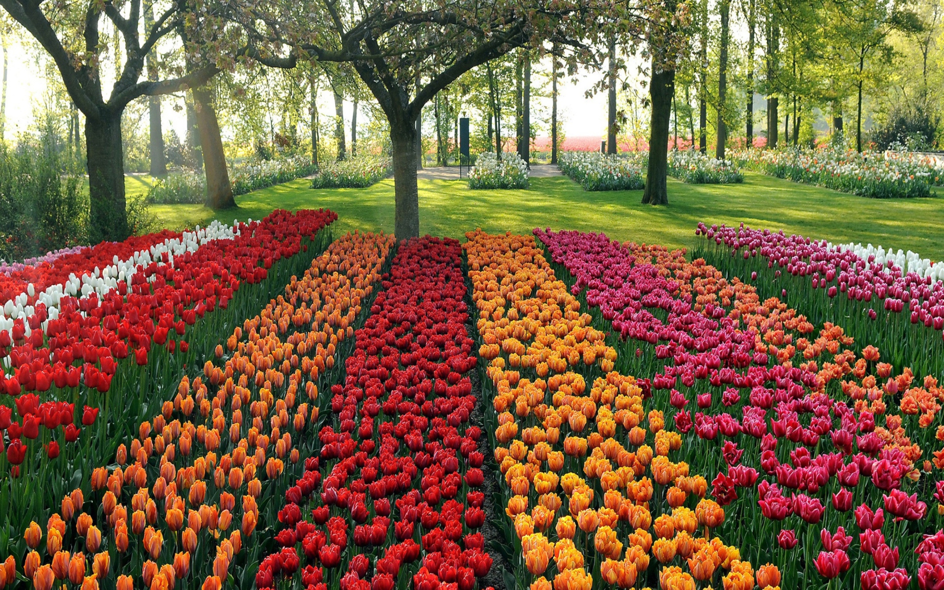 Tulips Park wallpaper 1920x1200