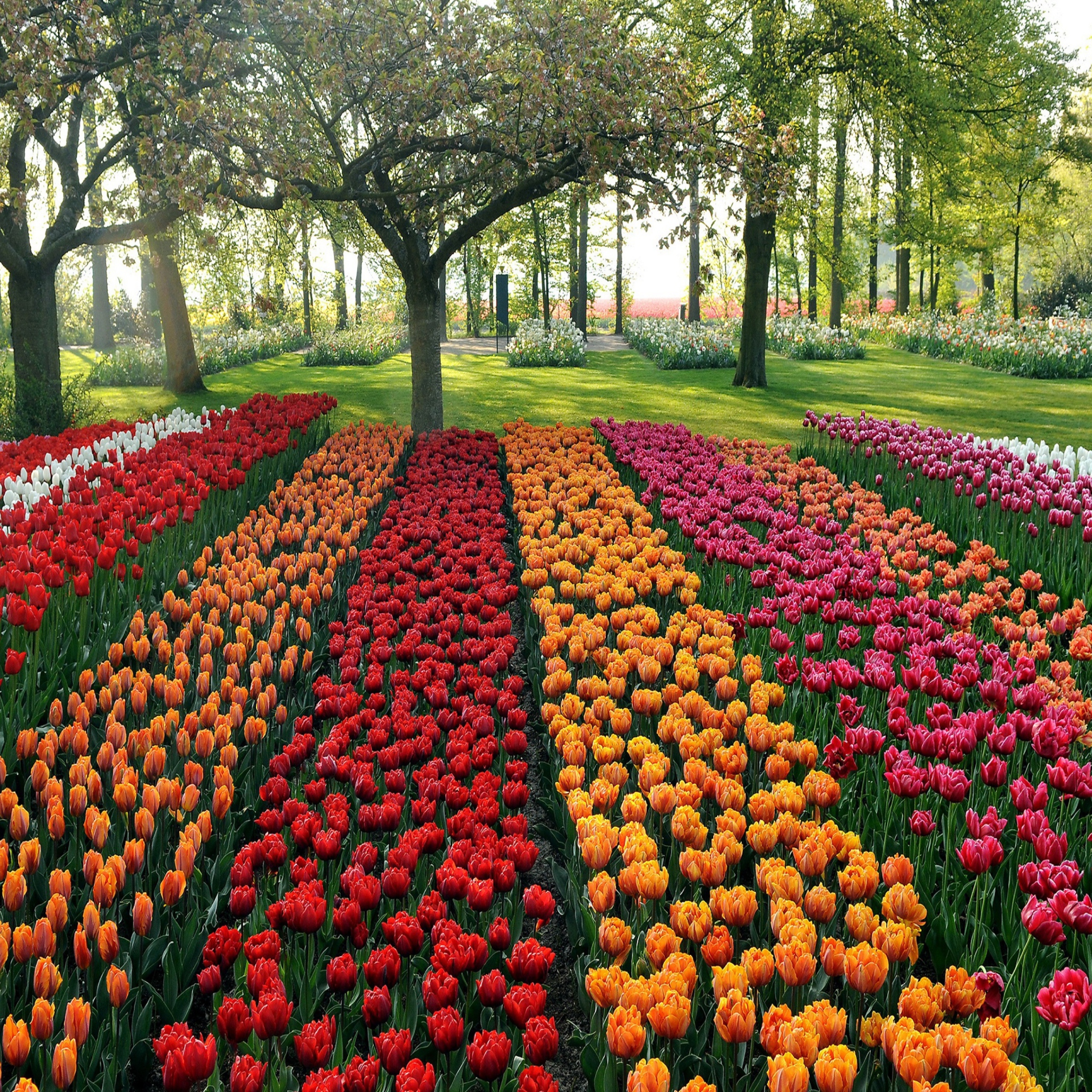 Das Tulips Park Wallpaper 2048x2048