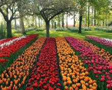 Fondo de pantalla Tulips Park 220x176