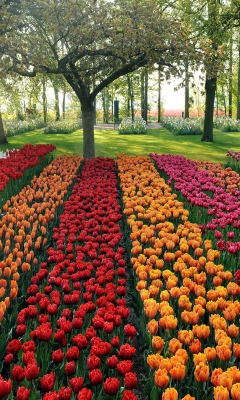 Fondo de pantalla Tulips Park 240x400