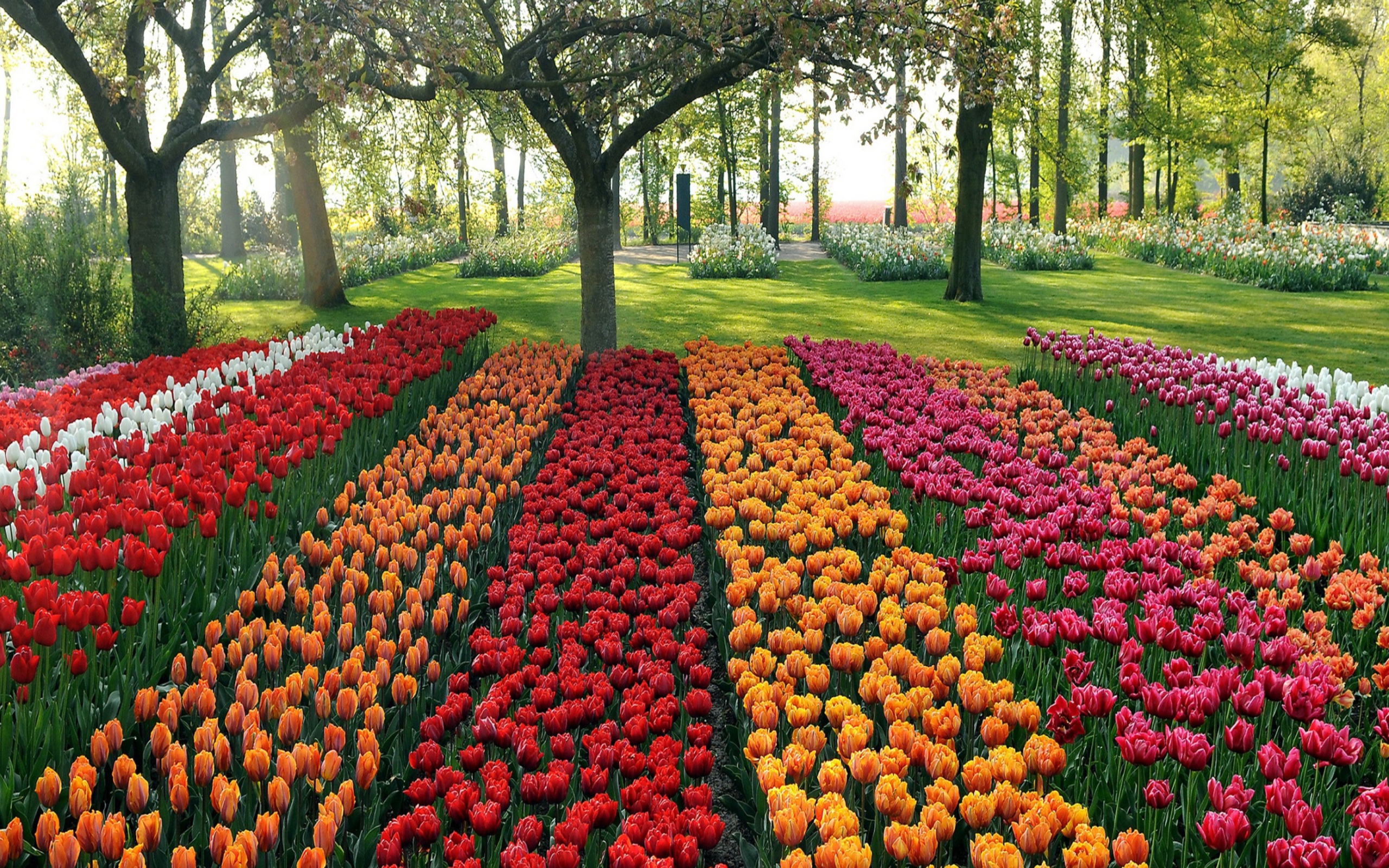 Screenshot №1 pro téma Tulips Park 2560x1600