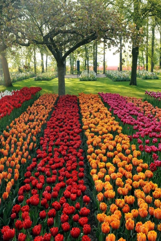 Das Tulips Park Wallpaper 320x480