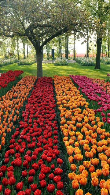 Sfondi Tulips Park 360x640