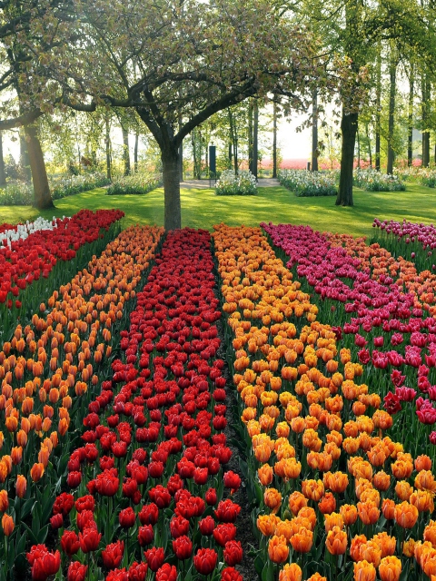 Sfondi Tulips Park 480x640