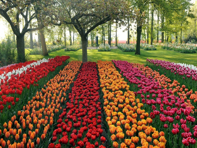 Обои Tulips Park 640x480