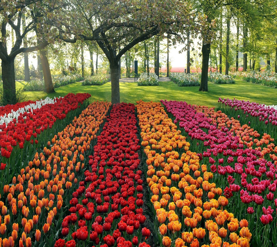 Das Tulips Park Wallpaper 960x854