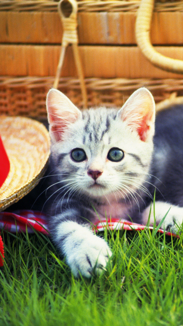 Das Kitty Picnic Wallpaper 360x640