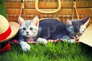 Kitty Picnic Background for Android, iPhone and iPad