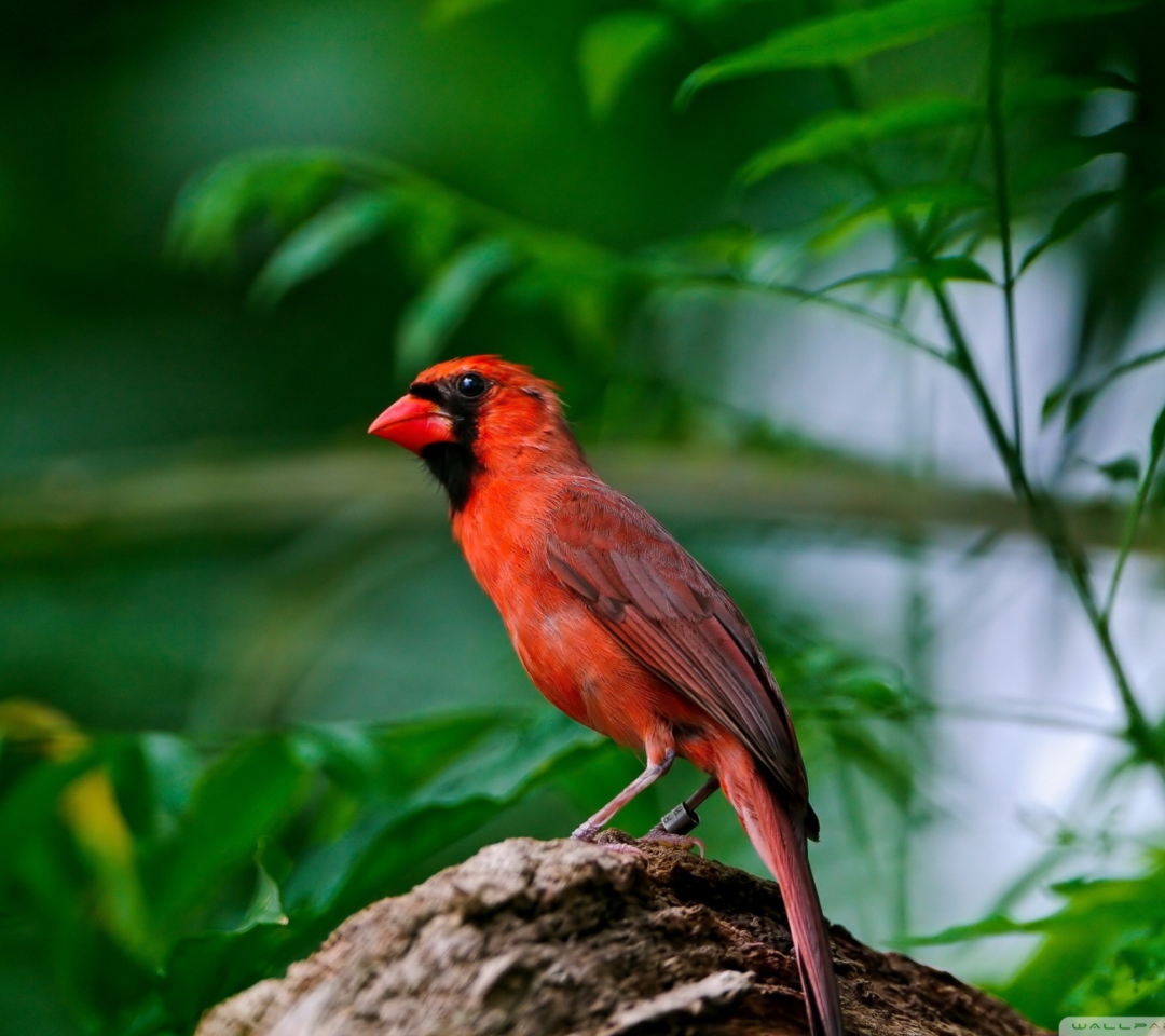 Das Curious Red Bird Wallpaper 1080x960