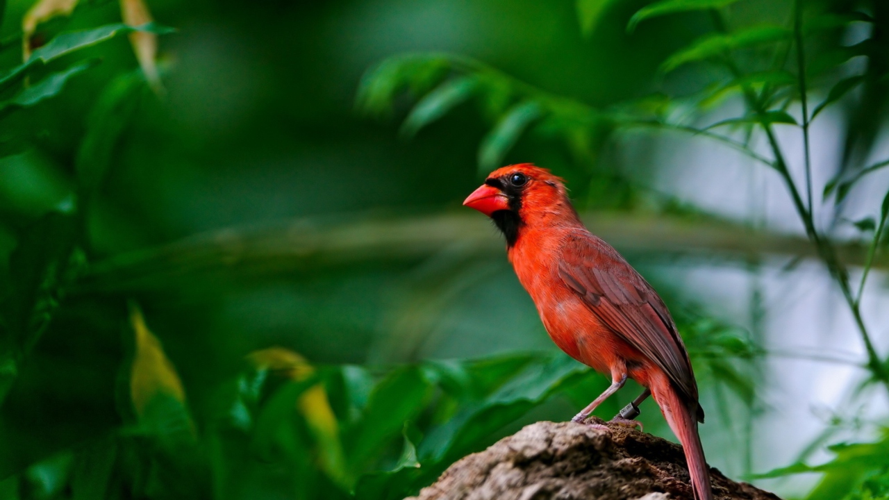 Fondo de pantalla Curious Red Bird 1280x720