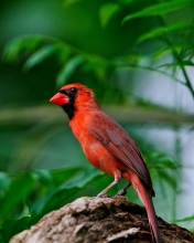 Sfondi Curious Red Bird 176x220
