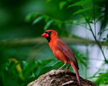 Sfondi Curious Red Bird 220x176