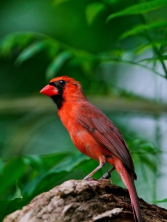 Das Curious Red Bird Wallpaper 240x320