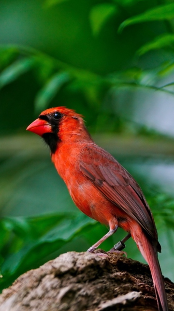 Обои Curious Red Bird 360x640