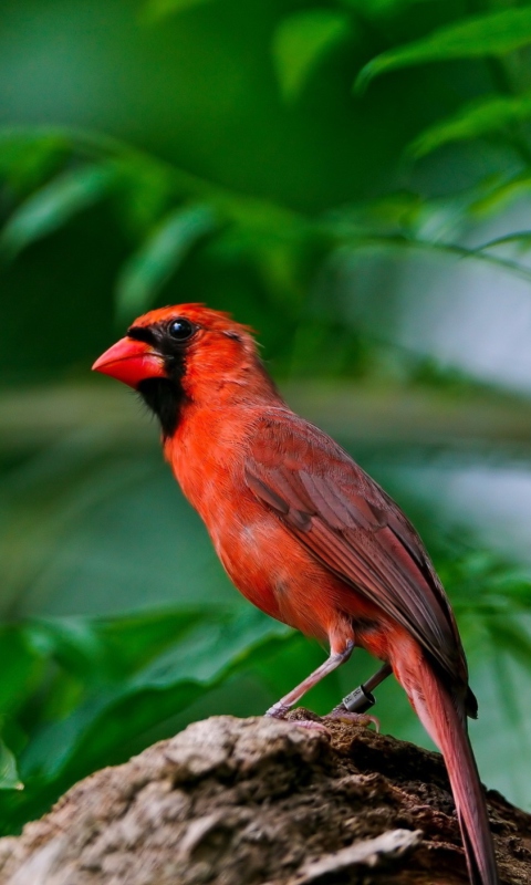 Sfondi Curious Red Bird 480x800