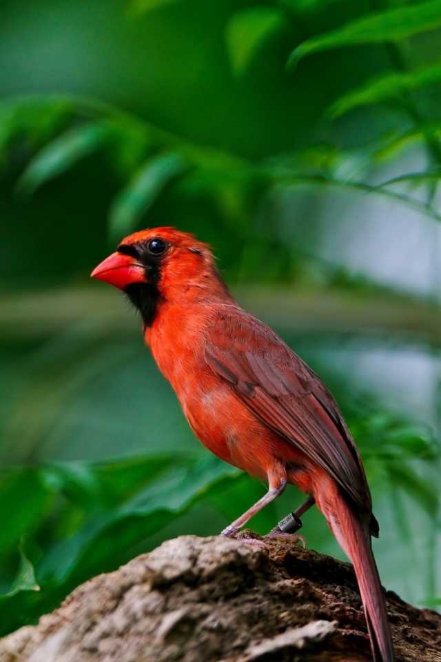 Curious Red Bird wallpaper 640x960