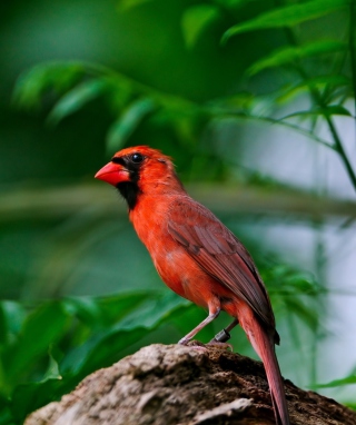 Curious Red Bird sfondi gratuiti per Nokia X6 8GB