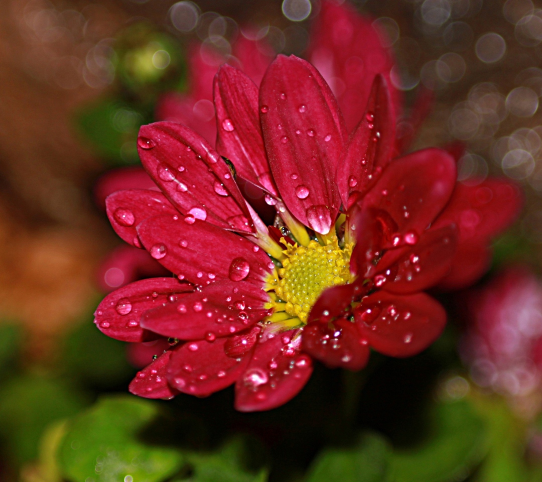 Das Flower Drops Wallpaper 1080x960